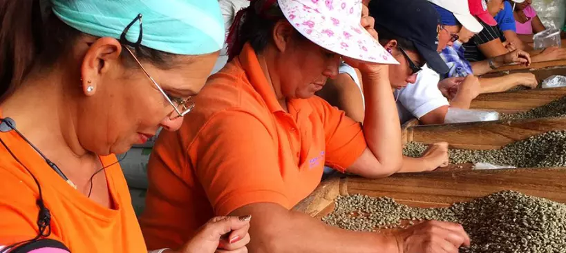Nyolc érdekesség a Costa Rica-i kávékról című cikk borítóképe