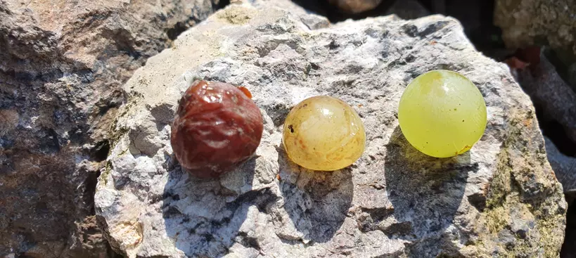 Tokaji: a folyékony arany című cikk borítóképe