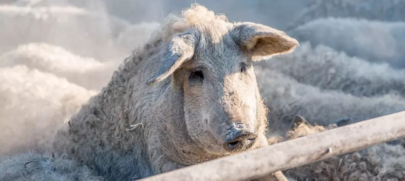 Gasztrofarm Szalkán című cikk borítóképe