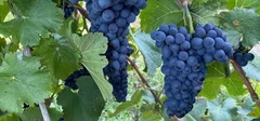 A pinot noir című cikk borítóképe